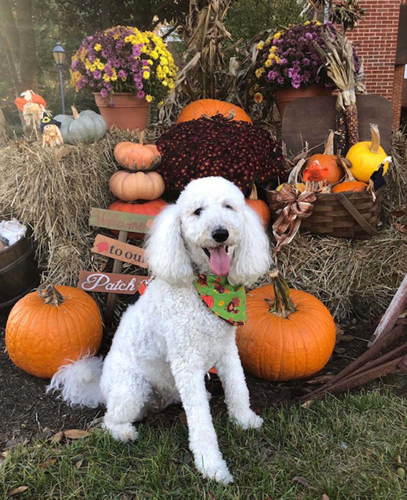 Happy fall